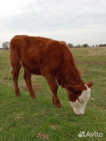 Телочка 9 месяцев