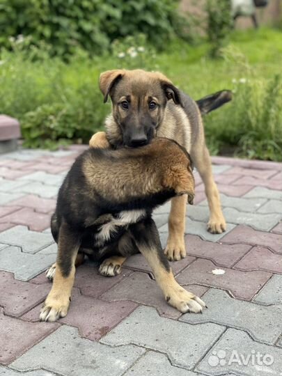 Мохнатые друзья