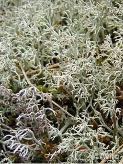 Мох, кладония, лишайник для улиток, террариума