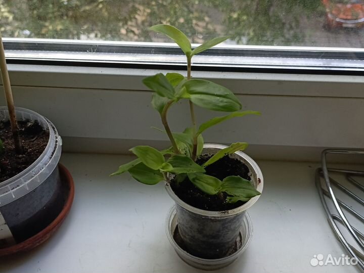 Цветы из домашней коллекции