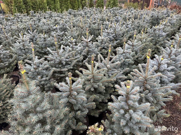 Ель голубая новогодняя Дропшиппинг