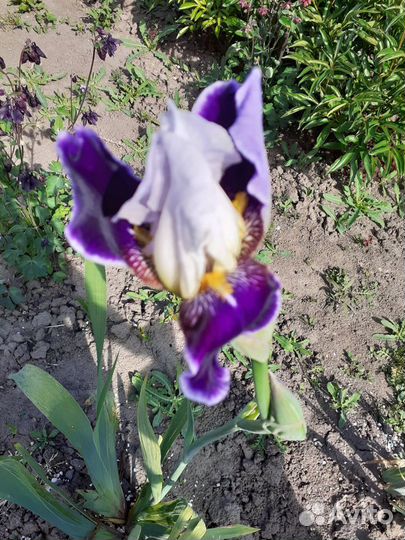 Цветы для дачи