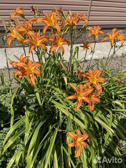 Лилейник гибридный Дэвид Кирхофф