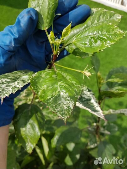 Гибискус китайская роза