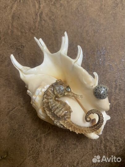 Ракушки для аквариума, террариума и поделок