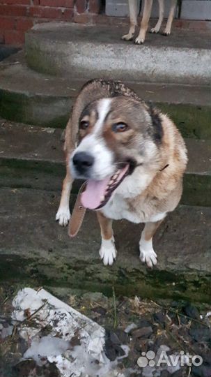 Собака только в ответственные руки знающие породу