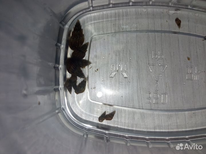 Улитки мелании