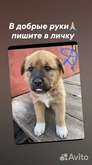 Щенки