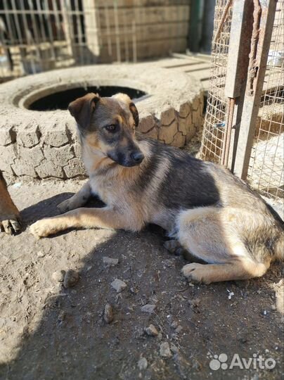 Щенок девочка бесплатно