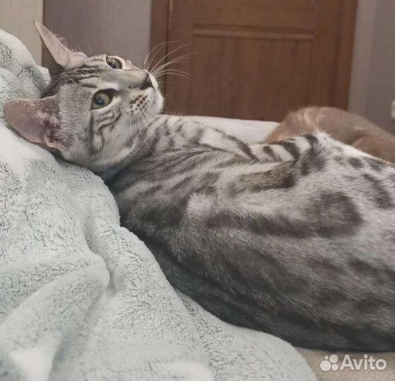 Бенгальская