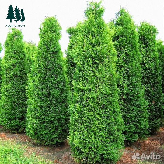 Туя Колумна артикул М-102