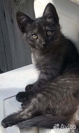 Котенок мальчик