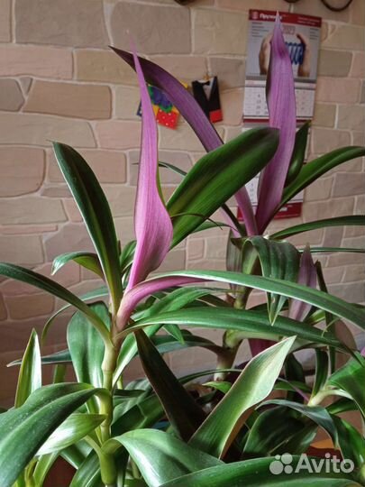 Рео Комнатное растение / Комнатные цветы