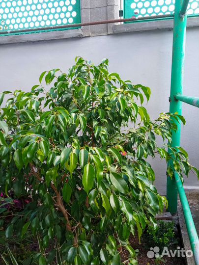 Фикус бенджамина