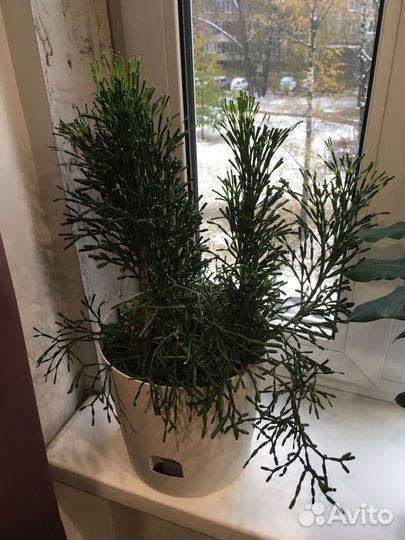 Хотиора отростки(неукорененные)