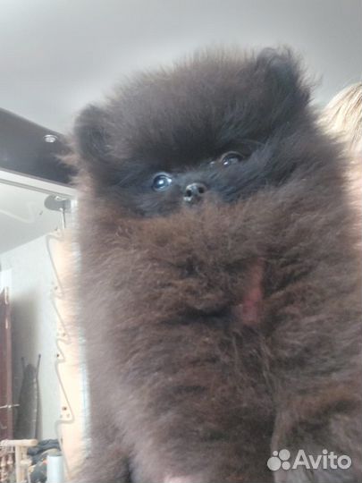 Померанский шпиц тип мишка мини