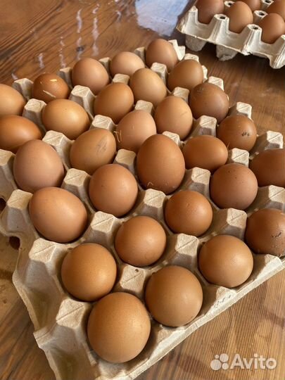 Домашние куриные яйца