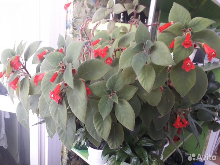 Комнатные цветы