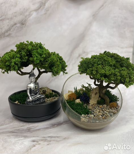 Моссариум бонсай