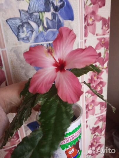 Гибискус варегатный, пестролистный