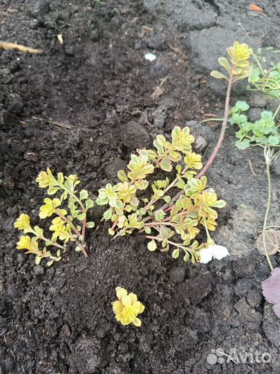 Садовые растения и цветы