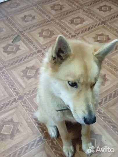 Хаски лайка