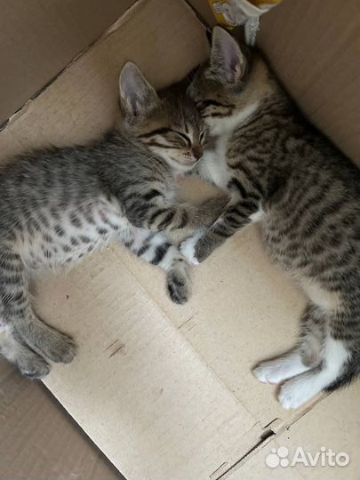 Котики бесплатно в добрые руки