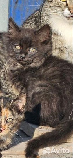 Котенок 2мес. Брюс черно-коричневый пуховик лесной