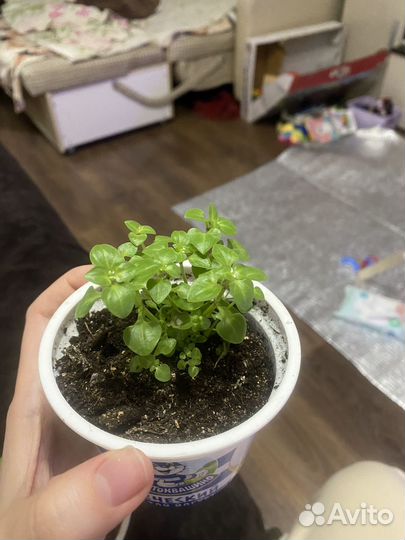 Экзакум молодой кустик