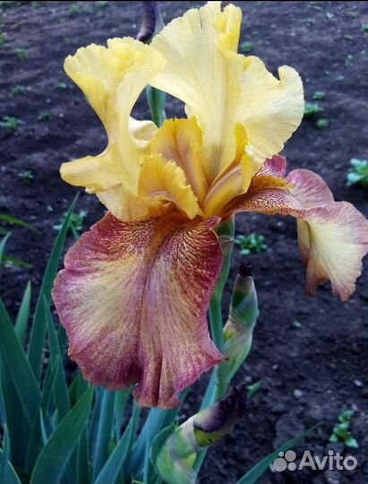 Ирисы сортовые