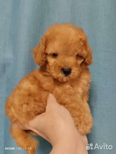 Той-пудель мальчик и девочка