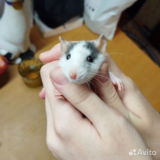 Крыса, крысы, Дамбо, крысята,Бронь до 20.04