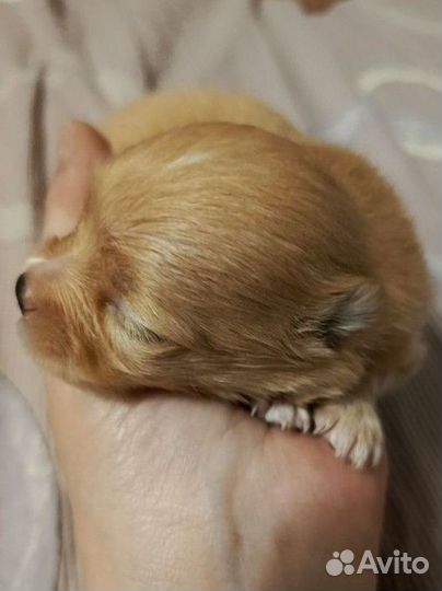 Щенки щпиц мини