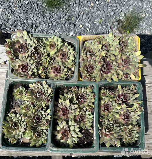 Молодило каменная роза