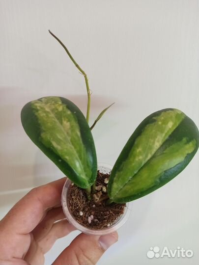 Хойя (разные сорта)