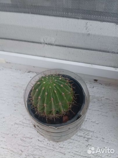 Кактус цветущий