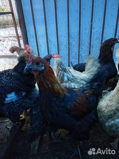 Молодые петухи