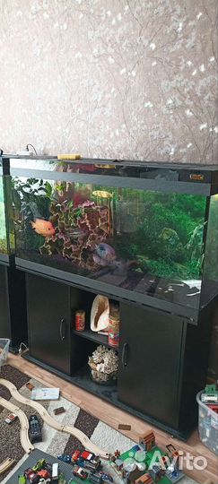 Аквариум 240 рыбы