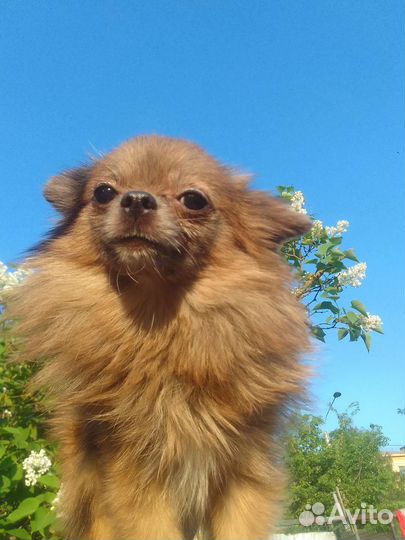 Малышка Чихуахуа шпиц мини мерле