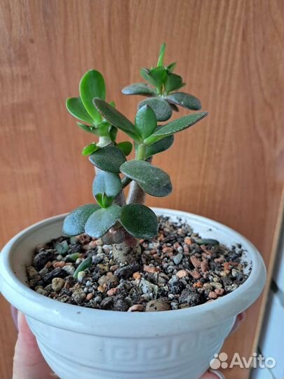 Крассула толстянка