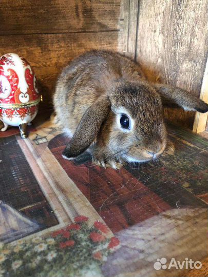 Карликовые вислоухие крольчата