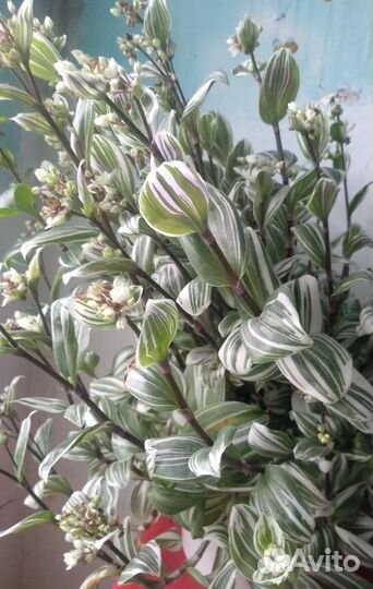 Традесканция нанук(кустовая)