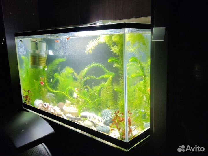 Аквариум