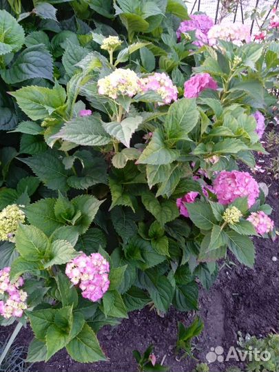 Многолетние цветы