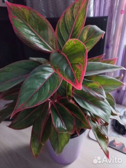 Аглаонема крит