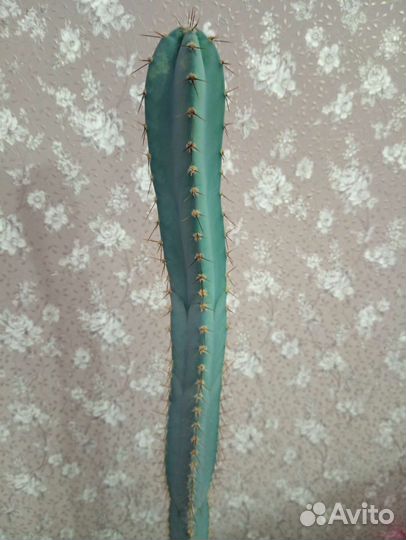 Кактус с голубоватым оттенком