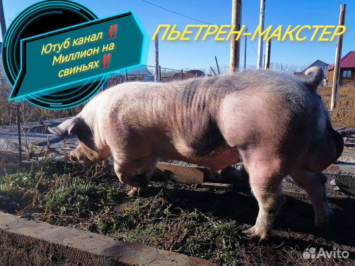 Семя хряка. Искусственное осеменение свиней