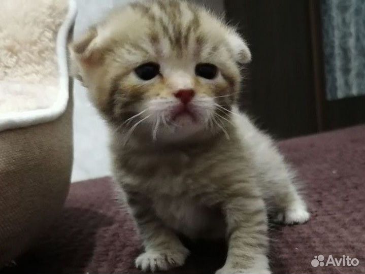 Шотландские котята