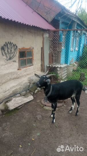 Нубийско-зааненская козочка