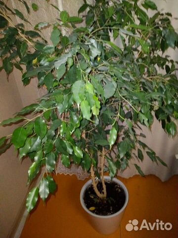 Фикус в горшке высотой больше метра
